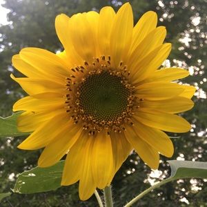 Meet your Posher, Dianne